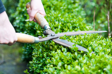 Heckenschere für Gartenarbeit